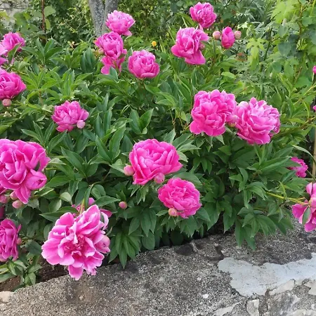 Giardino San Gerardo Maiella Vista Castello E Con Parcheggio Interno Privato E Gratuito Muro Lucano